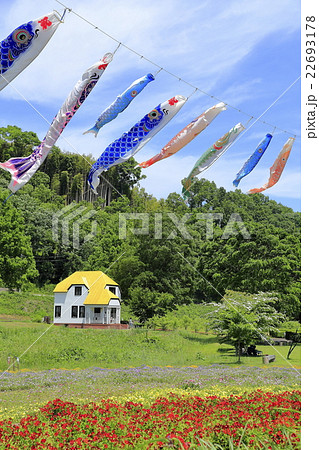 新緑と鯉のぼり 22693178