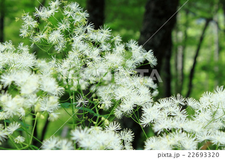 カラマツソウ 22693320