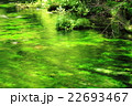 清水川とバイカモ 22693467