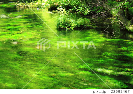 清水川とバイカモ 清水川とバイカモ 22693467