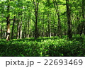 上高地の原生林 22693469