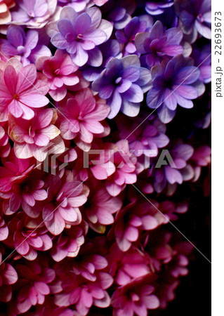 八重あじさい 紫とピンク アンダーの写真素材