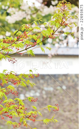 もみじの若葉と花の背景素材・皇居乾通りから蓮池濠にかかるモミジの満開の花と新葉・白壁城壁バック縦位置 22693675