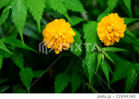 八重咲きの山吹の花 八重咲きの山吹の花 22694340