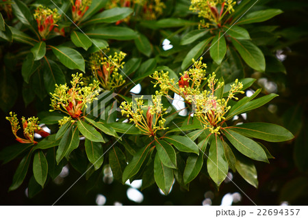 タブノキの花蕾 タブノキの花蕾 22694357