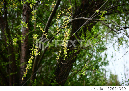 しだれ柳の花穂 しだれ柳の花穂 22694360