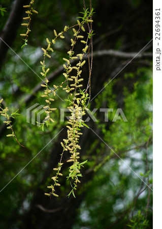 しだれ柳の花穂 22694361