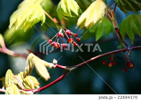 ハウチワカエデの花の写真素材