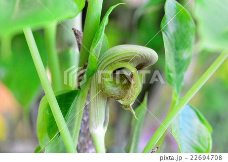 ムサシアブミ ムサシアブミ 22694708