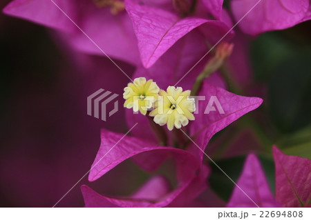 ブーゲンビリア 22694808