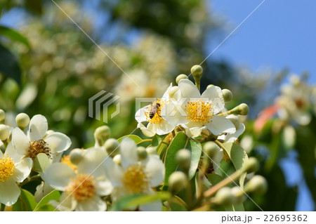 ミツバチとイジュノキの花 高尾野町 出水市 鹿児島県 ミツバチとイジュノキの花 高尾野町 出水市 鹿児島県 22695362