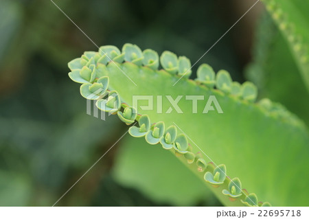 多肉植物 マザーリーフの写真素材