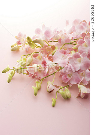 ピンクのデンファレの写真素材