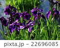 花しょうぶ 22696085