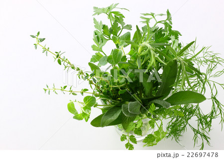 ハーブ ハーブ 22697478