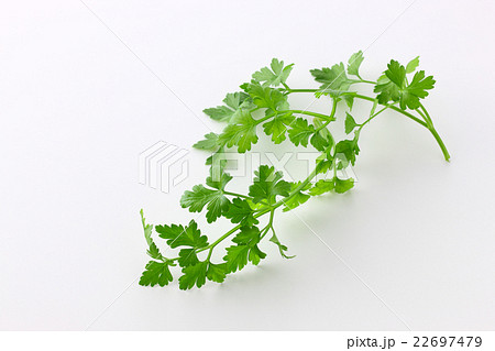 イタリアンパセリ 22697479