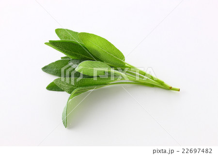 セージ セージ 22697482