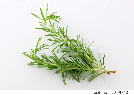 ローズマリー 22697485
