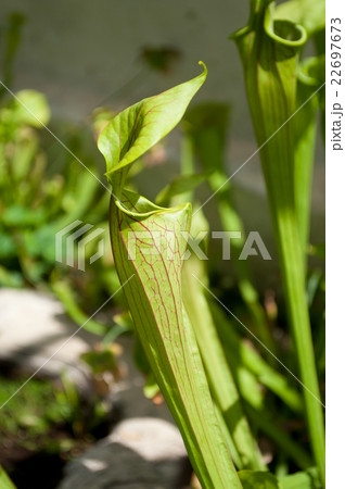 carnivorus plant in a tropical greenhouse 22697673