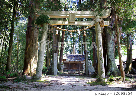 上湯川八幡神社　巨木　杉　広島県庄原市高野町 22698254