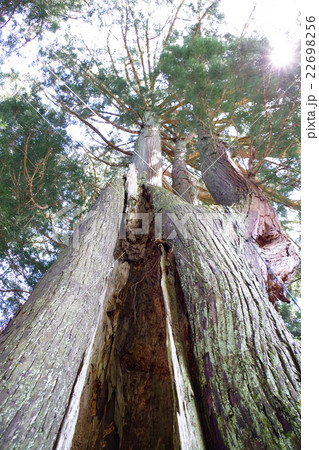 上湯川八幡神社の巨木　杉　広島県庄原市高野町上湯川 22698256