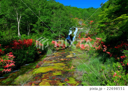 チャツボミゴケ公園 22698551