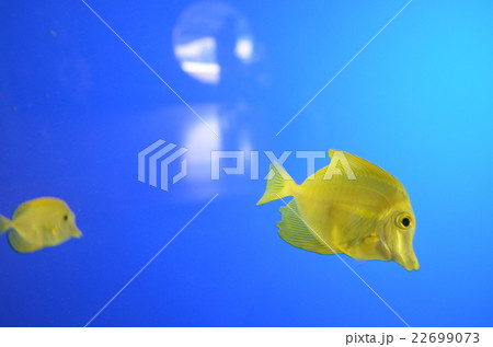 黄色い熱帯魚の写真素材