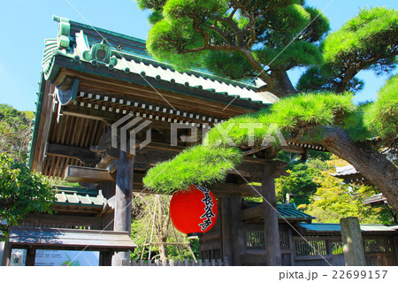 山門と松の木 山門と松の木 22699157