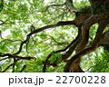 不気味な枝 不気味な枝 22700228