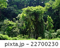 緑に覆われた古木 緑に覆われた古木 22700230