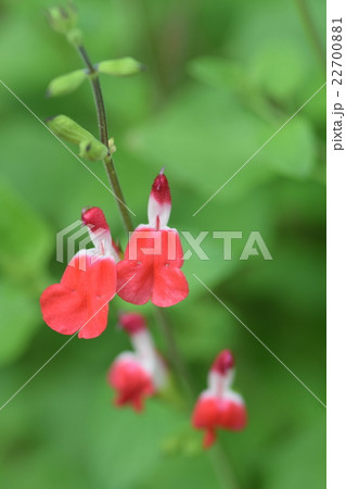 チェリーセージ　ホットリップスのアップ 22700881