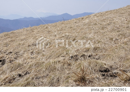 日陰名栗峰のカヤトと富士山 22700901