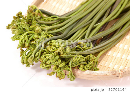 茹でたわらび 22701144