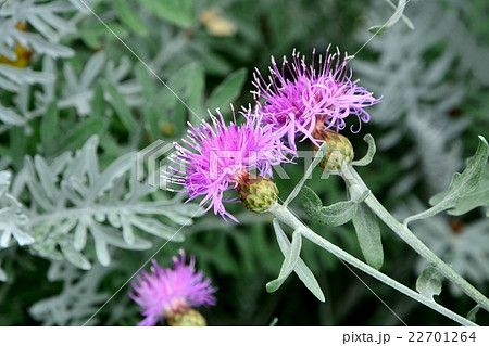 セントーレア・ギムノカルパ 22701264