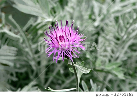 セントーレア・ギムノカルパ 22701265