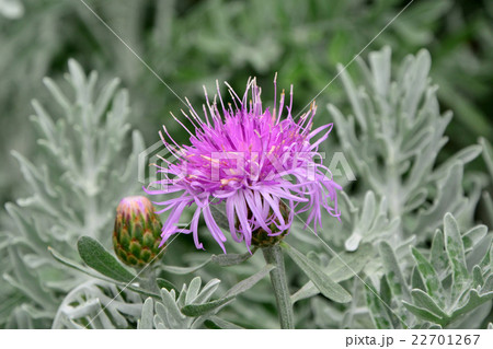 セントーレア・ギムノカルパ 22701267