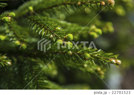Young sprout of spruce 22701523