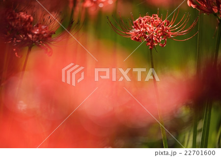 彼岸花 曼珠沙華 22701600