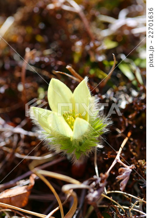 ツクモグサ 22701636