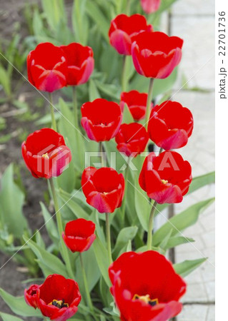 Group of red tulips in the park Group of red tulips in the park 22701736
