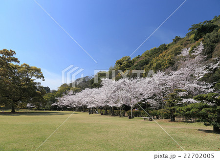 「栗林公園」北庭、芝生広場の桜 「栗林公園」北庭、芝生広場の桜 22702005