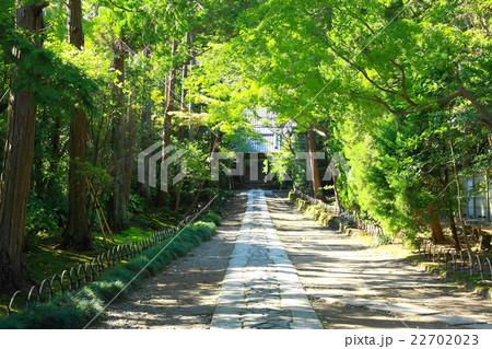林の中の参道 林の中の参道 22702023