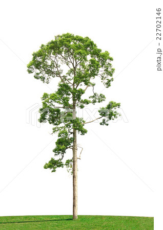 Green tree and grass field isolated on white Green tree and grass field isolated on white 22702146