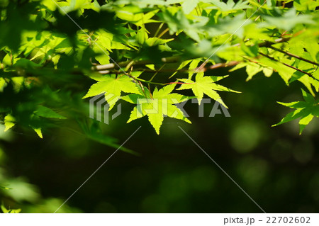 新緑 22702602