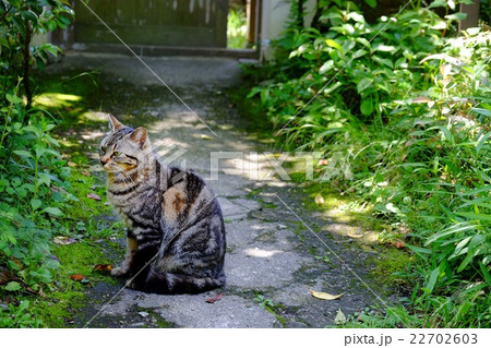 猫 猫 22702603