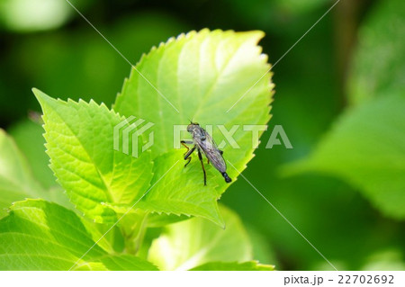 シオヤアブ シオヤアブ 22702692