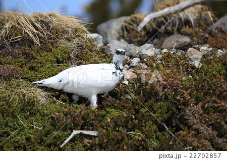 雷鳥沢の雷鳥 22702857