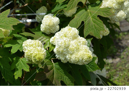 カシワバアジサイ 柏葉紫陽花 の写真素材