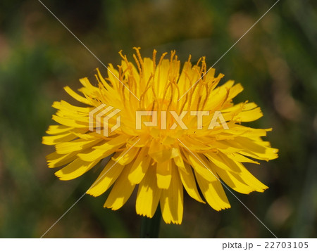 ブタナの花 ブタナの花 22703105