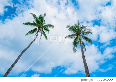 Two coconut palm trees Two coconut palm trees 22703222